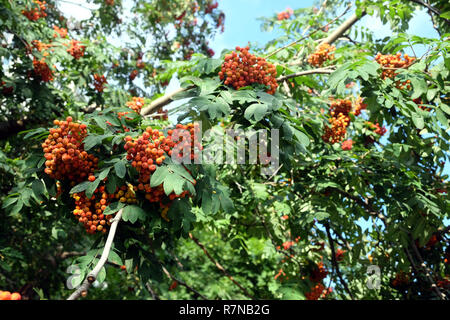 Molti mature rowan bacche Frutta si blocca sul verde rami densa nella soleggiata giornata estiva vista orizzontale close up Foto Stock