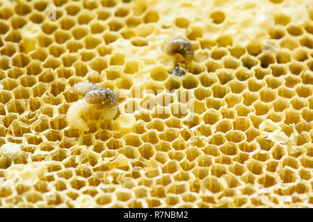 Nido di api florea consiste in un embrione, adulto e di acqua dolce. Apis florea nana o il miele delle api, è una delle due specie di piccoli. Foto Stock