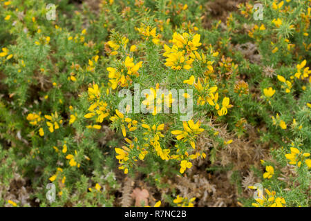 Fiori gialli su gorse in autunno Foto Stock
