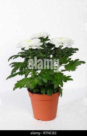 White crisantemi a volte chiamato mamme o chrysanths, sono piante fiorite del genere crisantemo nella famiglia Asteraceae isolato su bianco Foto Stock