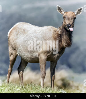 Tule Elk (Cervus canadensis nannodes) adulto mucca al pascolo. Foto Stock