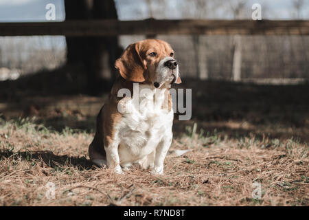 Un simpatico cane beagle in posa, naturalmente Foto Stock