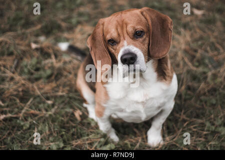Un simpatico cane beagle in posa, naturalmente Foto Stock