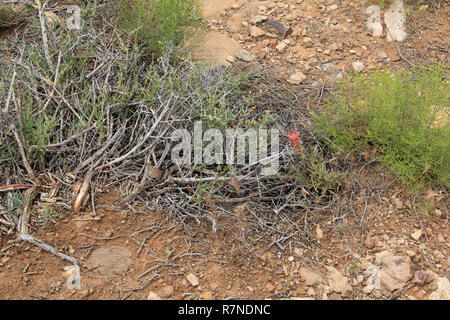 Sebbene nativo di California più di 30 specie di deserto indiano Spazzola di vernice può essere trovato in tutta western America del Nord Foto Stock