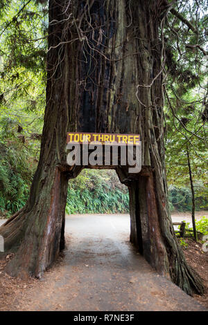 Klamath, CA - Novembre 20, 2018: Tour albero passante nella piccola città di Klamath è una icona della California Redwoods National Park. I proprietari del veicolo può p Foto Stock