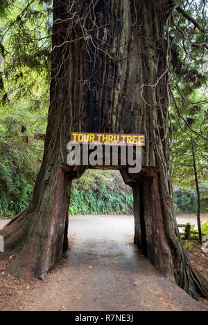 Klamath, CA - Novembre 20, 2018: Tour albero passante nella piccola città di Klamath è una icona della California Redwoods National Park. I proprietari del veicolo può p Foto Stock