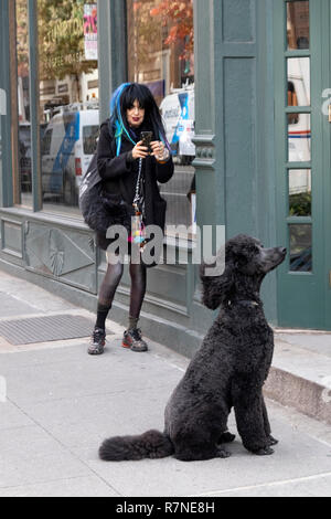 Una donna anziana con blue & capelli neri prende un telefono cellulare la foto di un barboncino standard che sembra essere in posa per lei. Nel Greenwich Village di New York. Foto Stock