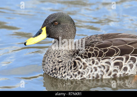 Close up di un giallo fatturati anatra (Anas undulata) nell'acqua Foto Stock