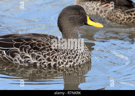 Close up di un giallo fatturati anatra (Anas undulata) nell'acqua Foto Stock