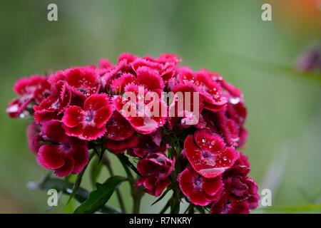 Close up di rosso dolce William (Dianthus barbatus) coperto di fiori in acqua Foto Stock