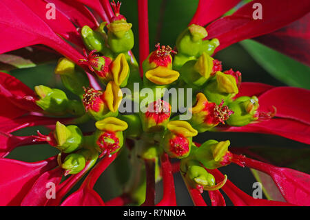 Il Cyathium di Euphorbia pulcherrima, Poinsettia, famiglia Euphorbiaceae Foto Stock