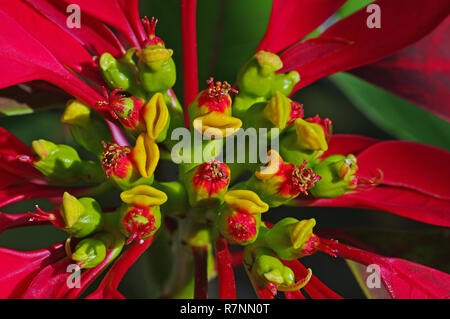 Il Cyathium di Euphorbia pulcherrima, Poinsettia, famiglia Euphorbiaceae Foto Stock