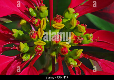 Il Cyathium di Euphorbia pulcherrima, Poinsettia, famiglia Euphorbiaceae Foto Stock