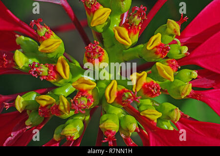 Il Cyathium di Euphorbia pulcherrima, Poinsettia, famiglia Euphorbiaceae Foto Stock