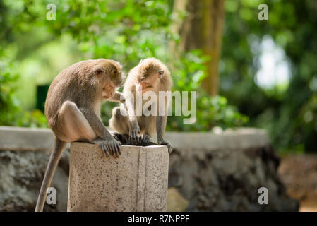 Due maschi adulti Long-Tailed scimmie macaco ispezionare un tubo in Ubud bosco sacro, Bali, Indonesia. Foto Stock