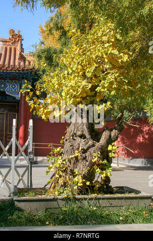 Il Ginkgo Albero in autunno park Foto Stock