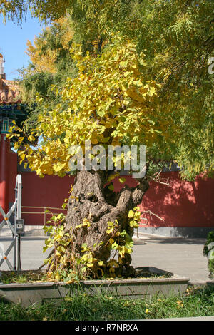 Il Ginkgo Albero in autunno park Foto Stock