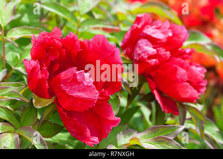 Bella rossa le peonie fioritura su una boccola in giardino Foto Stock