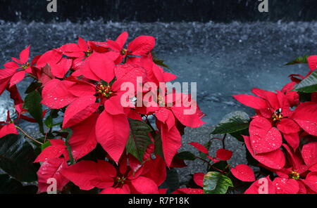 Primo piano immagine di poinsettia o fiore di Natale con le goccioline di acqua e di acqua cade in background Foto Stock
