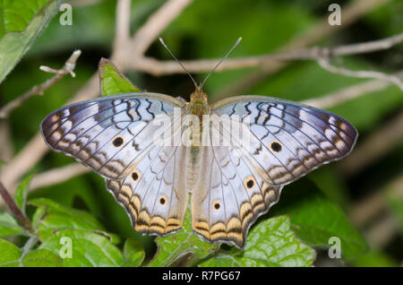White Peacock, Anartia jatrophae Foto Stock