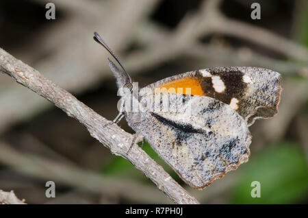 American muso Libytheana carinenta Foto Stock