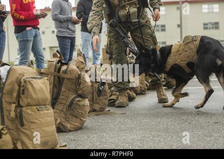 Cpl. Andrea M. Mariani passeggiate militari del suo cane da lavoro SJonnie fiutare l farmaci durante non combattente le operazioni di evacuazione su Camp Hansen, Okinawa, in Giappone, 23 marzo 2017. L'operazione di evacuazione ha avuto luogo come parte di un esercizio di certificazione condotta da operazioni Expeditionary Gruppo di addestramento. Mariani è da Green Bay, Wisconsin, e un militare di cane da lavoro gestore con la terza applicazione della legge battaglione, assegnato al trentunesimo Marine Expeditionary Unit, III Marine Expeditionary Force. Foto Stock