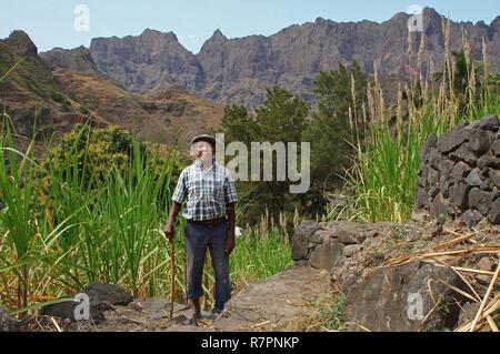 Capo Verde, Santo Antao, Coculi nonno indossa cappuccio su un sentiero di montagna, nel mezzo di campi di canna da zucchero Foto Stock