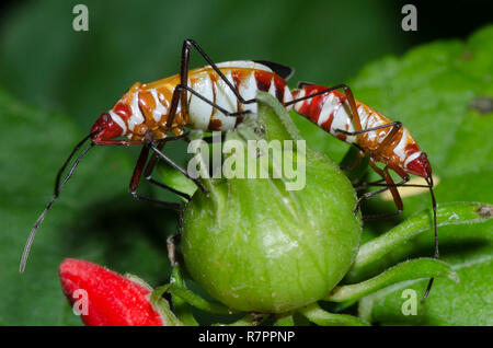 Il cotone '"coloratori" Dysdercus sp., accoppiamento aspirando da Turk della PAC, Malvaviscus drummondii sigillata blossom Foto Stock