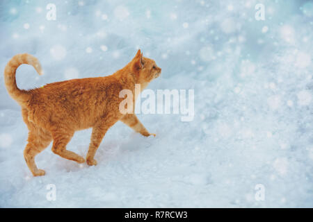 Gatto rosso passeggiate sulla neve all'aperto in inverno Foto Stock