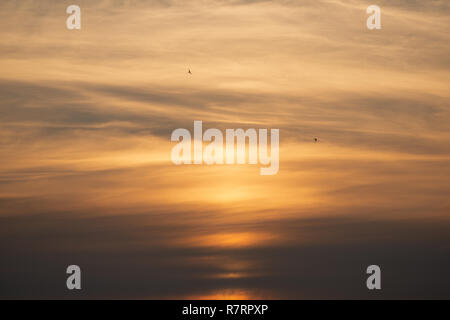 Uccelli in volo contro disattivato dai tenui colori pastello giallo arancione nuvole al tramonto. Foto Stock