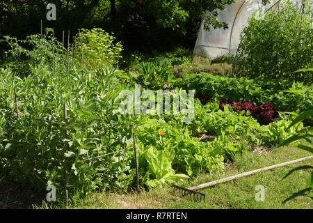 Coltivazione di verdure in giardino (fave, insalate, fagiolini piselli supportato da canne, le piante di pomodoro, prezzemolo, piante di zucchine). Foto Stock