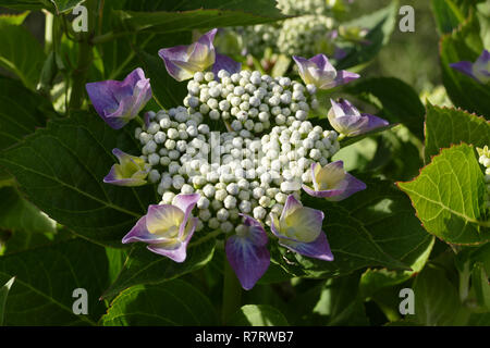 Hydrangea macrophylla, Hortensia (Suzanne 's giardino, Le Pas, Mayenne, Pays de la Loire, Francia). Foto Stock