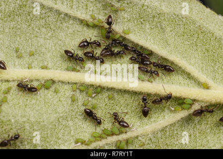 Technomyrmex formiche tendente verde afidi su un albero di mele, Albany, Australia occidentale Foto Stock