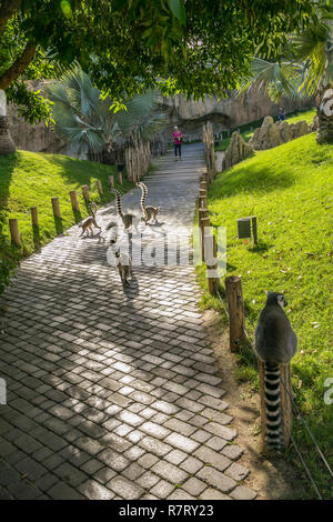 Lémur de cola anillada ,Lemur catta. Bioparco , lo zoo di Valencia. Valencia. Comunidad Valenciana. Spagna Foto Stock