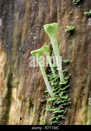 Licheni Cladonia (sp) crescente sul lato del marciume tronco di albero. Tipperary, Irlanda Foto Stock