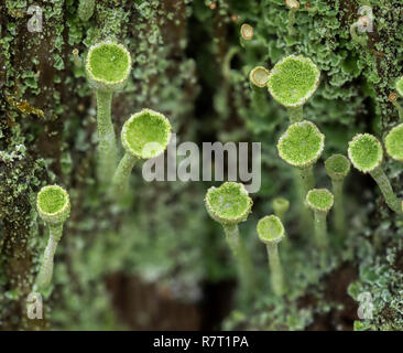 Vista dall'alto in basso di Cladonia sp licheni crescono su marcio ceppo di albero. Tipperary, Irlanda Foto Stock