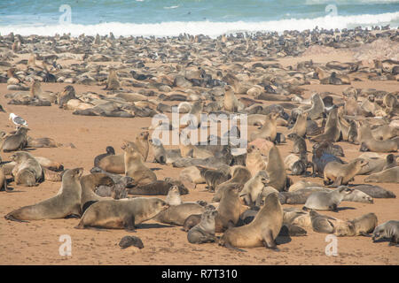 Cape fur colonia di foche in Namibia Foto Stock