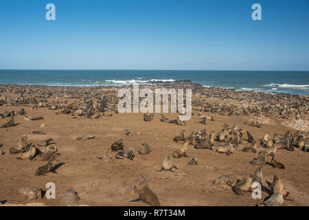 Cape fur colonia di foche in Namibia Foto Stock