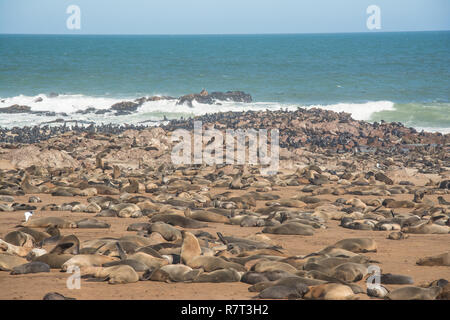 Cape fur colonia di foche in Namibia Foto Stock