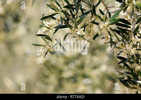 Francia, Bouches du Rhone, Massif des Alpilles, parco naturale regionale delle Alpilles, Eygalieres, olivo in fiore Foto Stock