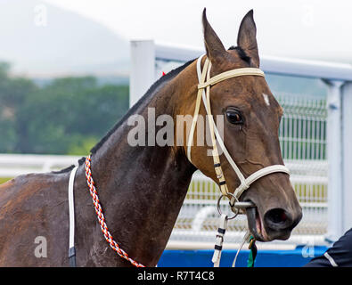 Ritratto di un cavallo Akhal-Teke dopo una corsa di cavalli. Foto Stock