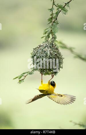 Kenya, Masai-Mara Game Reserve, villaggio weaver (Ploceus cucullatus), maschio costruire un nido Foto Stock