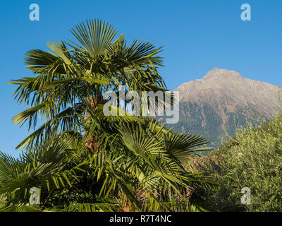 Palm tree, giardino di Nutzhof, Lagundo vicino a Merano, Regione Sud Tyrol-Bolzano, Italia, Europa Foto Stock