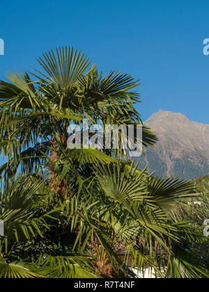 Palm tree, giardino di Nutzhof, Lagundo vicino a Merano, Regione Sud Tyrol-Bolzano, Italia, Europa Foto Stock