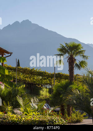 Palm tree, giardino di Nutzhof, Lagundo vicino a Merano, Regione Sud Tyrol-Bolzano, Italia, Europa Foto Stock