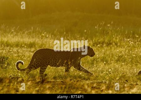 Kenya, Masai-Mara Game Reserve, leopard (Panthera pardus), femmina al tramonto Foto Stock