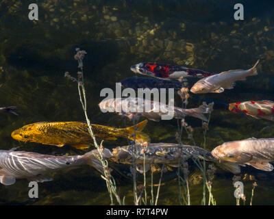 Koi pond in giardino di Nutzhof, Lagundo vicino a Merano, Regione Sud Tyrol-Bolzano, Italia, Europa Foto Stock