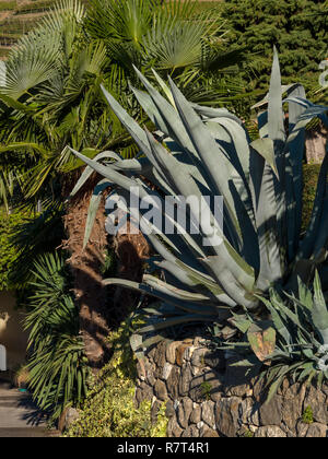 Agave, giardino di Nutzhof, Lagundo vicino a Merano, Regione Sud Tyrol-Bolzano, Italia, Europa Foto Stock