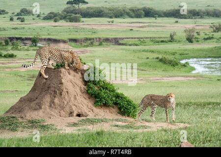 Kenya, Masai-Mara Game Reserve, ghepardo (Acinonyx jubatus), immaturi annusare le marcature su un termite hill vicino a sua madre Foto Stock