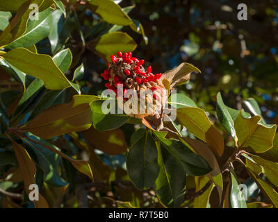 Southern magnolia (Magnolia grandiflora), Lagundo vicino a Merano, Regione Sud Tyrol-Bolzano, Italia, Europa Foto Stock